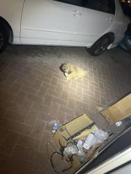 Found/Stray Unknown Dog last seen Lambert rd Whittier ca , Whittier, CA 90604