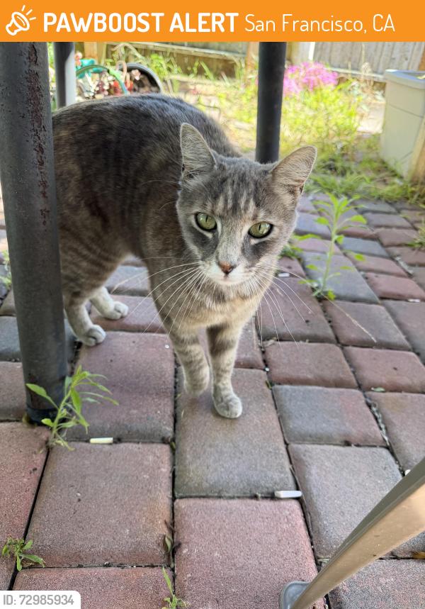 Found/Stray Female Cat last seen 25th between Taraval & Santiago, San Francisco, CA 94116