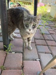 Found/Stray Female Cat last seen 25th between Taraval & Santiago, San Francisco, CA 94116