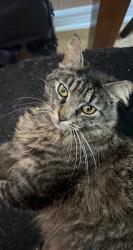 Lost Female Cat last seen Scarsdale Blvd, Houston, TX 77089