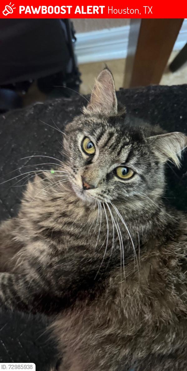 Lost Female Cat last seen Scarsdale Blvd, Houston, TX 77089