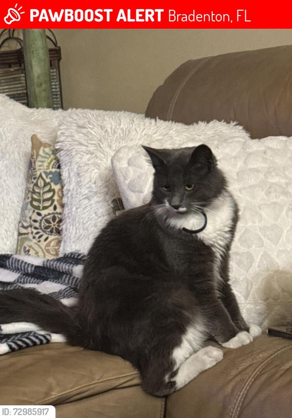 Lost Male Cat last seen 99th st nw, Bradenton, FL 34209