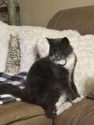 Lost Male Cat last seen 99th st nw, Bradenton, FL 34209
