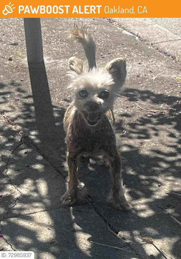 Found/Stray Male Dog last seen 56th and Carberry, Oakland, CA 94609
