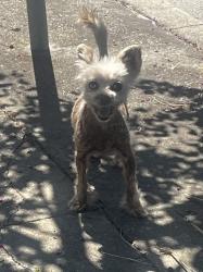 Found/Stray Male Dog last seen 56th and Carberry, Oakland, CA 94609