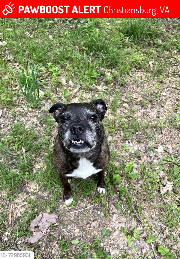 Lost Female Dog last seen Craigs mountain road, Christiansburg, VA 24073