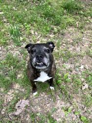 Lost Female Dog last seen Craigs mountain road, Christiansburg, VA 24073