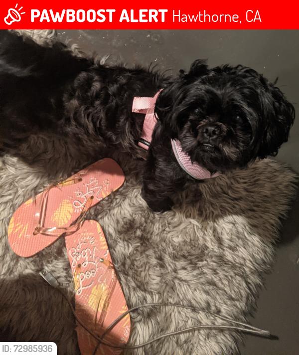 Lost Female Dog last seen Century, Hawthorne, CA 90250