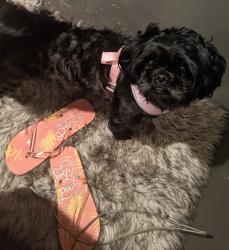 Lost Female Dog last seen Century, Hawthorne, CA 90250