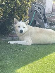 Reunited Male Dog last seen 42nd and Sutro Ave in Leimert, Los Angeles, CA 90008