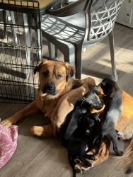 Lost Male Dog last seen Labelle st, White Lake, MI 48383