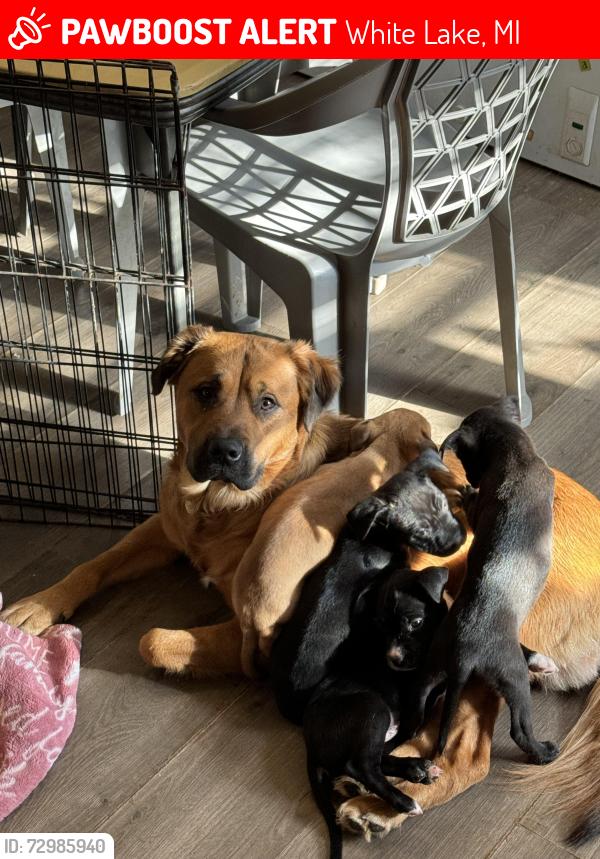 Lost Male Dog last seen Labelle st, White Lake, MI 48383