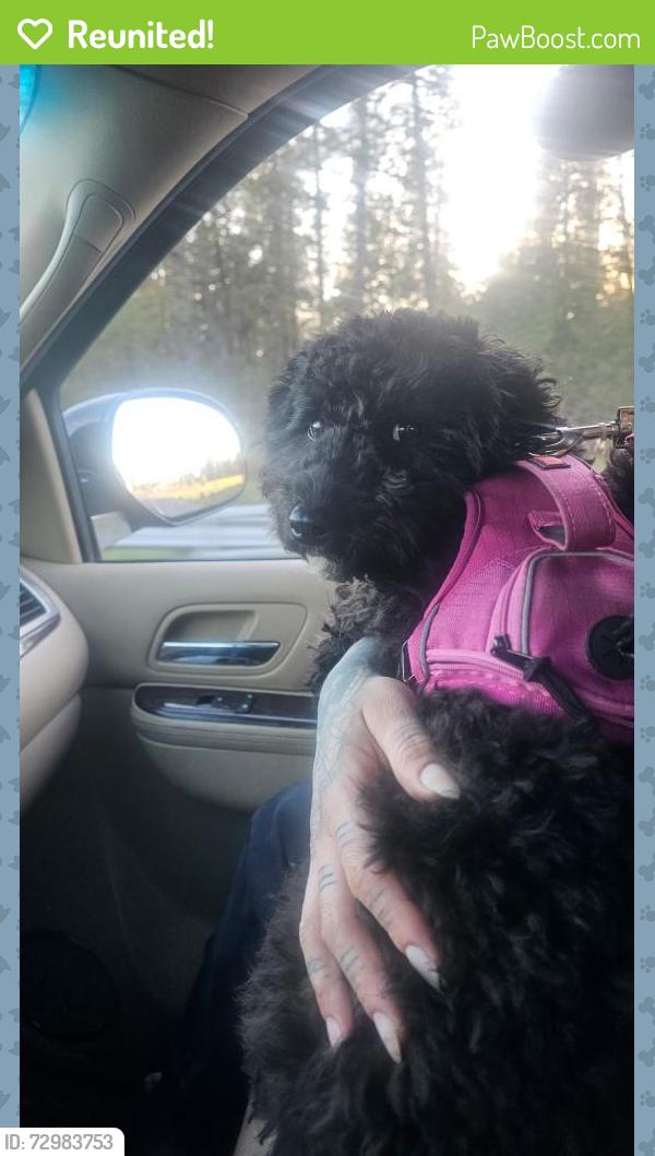 Reunited Female Dog last seen SE Cesar Chavez & Ankeny, Portland, OR 97214