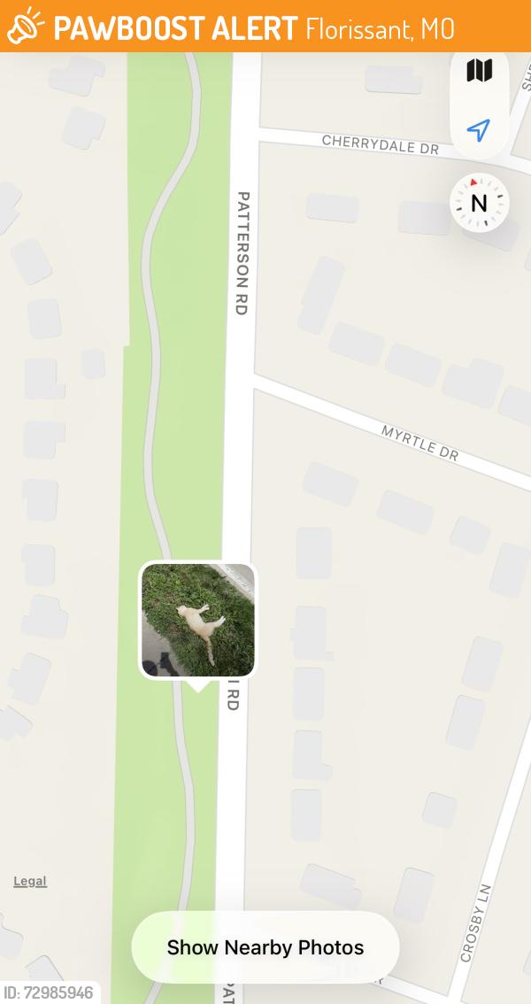 Found/Stray Unknown Cat last seen Near Loretto Manor park, Florissant, MO 63031