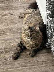 Reunited Unknown Cat last seen Hayes Ave. off Lakeshore, Willoughby, OH 44094