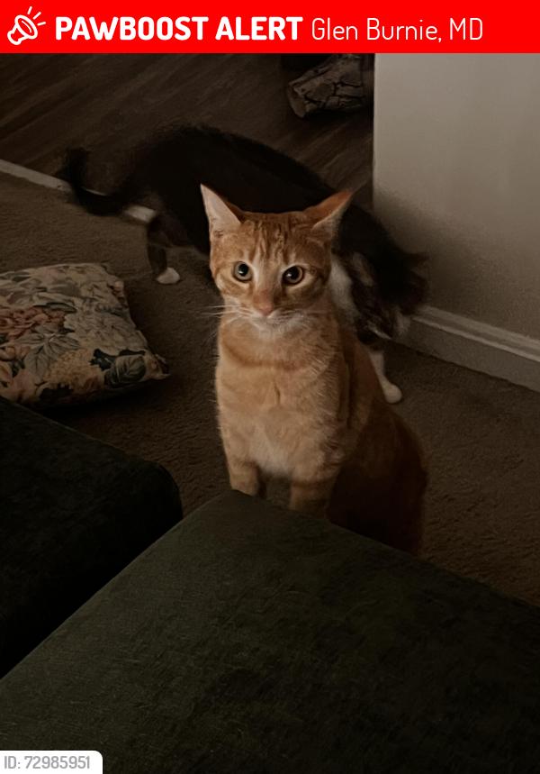 Lost Female Cat last seen Crainmont Dr, Glen Burnie, MD 21061