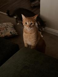 Lost Female Cat last seen Crainmont Dr, Glen Burnie, MD 21061