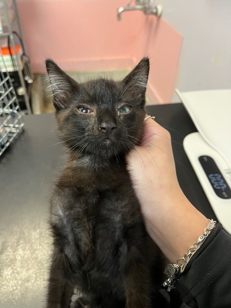 Shelter Stray Male Cat last seen Bexar County, 3353 Morningside Dr, New Braunfels, TX 78132, USA