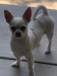 Found/Stray Male Dog last seen Troy, Bedford, Fresno, CA 93722