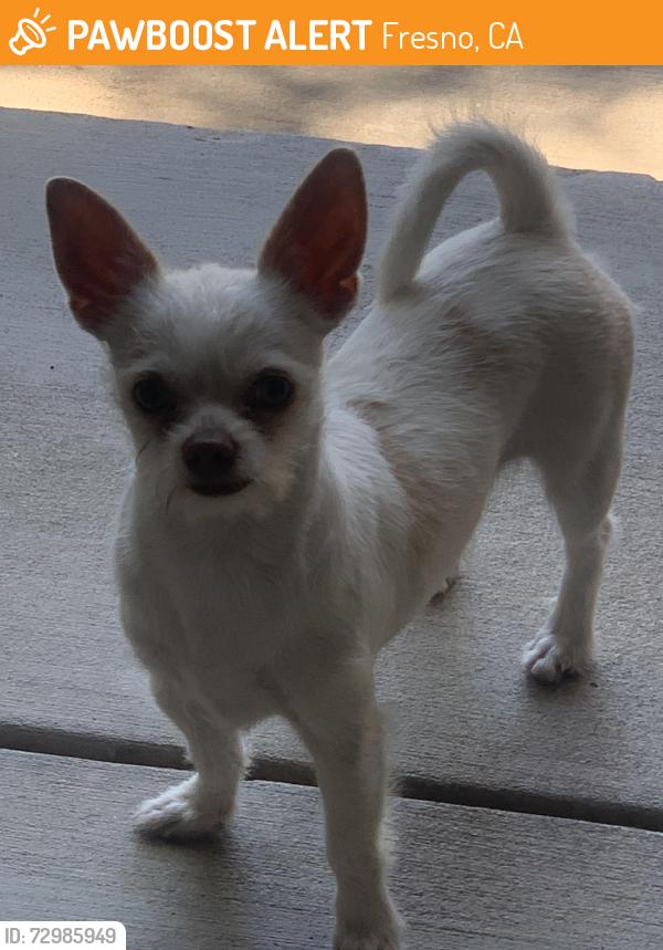Found/Stray Male Dog last seen Troy, Bedford, Fresno, CA 93722