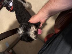 Reunited Female Dog last seen West Copper Lakes and Longenbaugh , Houston, TX 77095