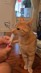 Reunited Male Cat last seen Bradford st, Gainesville, GA 30501