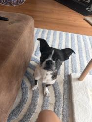 Reunited Male Dog last seen Cinnabay Dr and Treyburn Dr, Charlotte, NC 28216