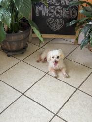 Found/Stray Male Dog last seen Train tracks downtown norcross by KCL RESTAURANT , Norcross, GA 30071
