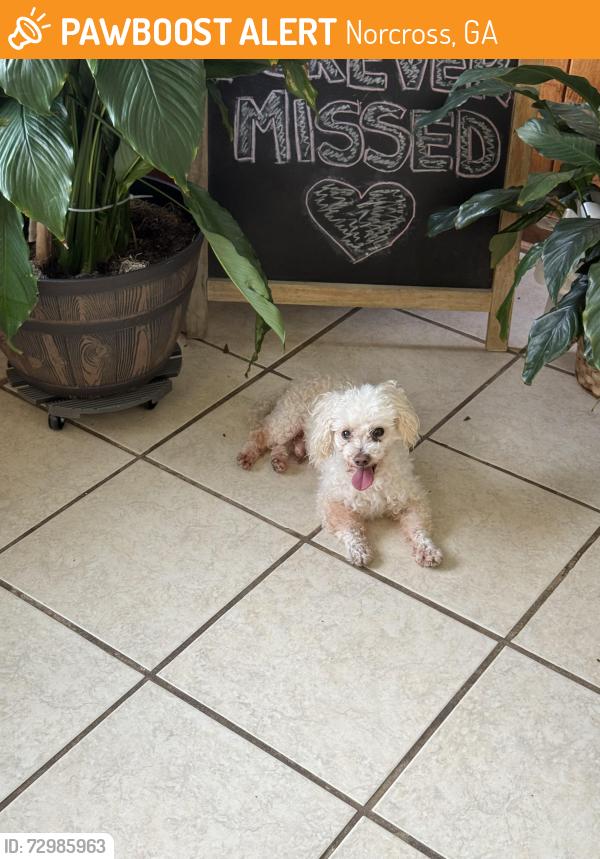 Found/Stray Male Dog last seen Train tracks downtown norcross by KCL RESTAURANT , Norcross, GA 30071