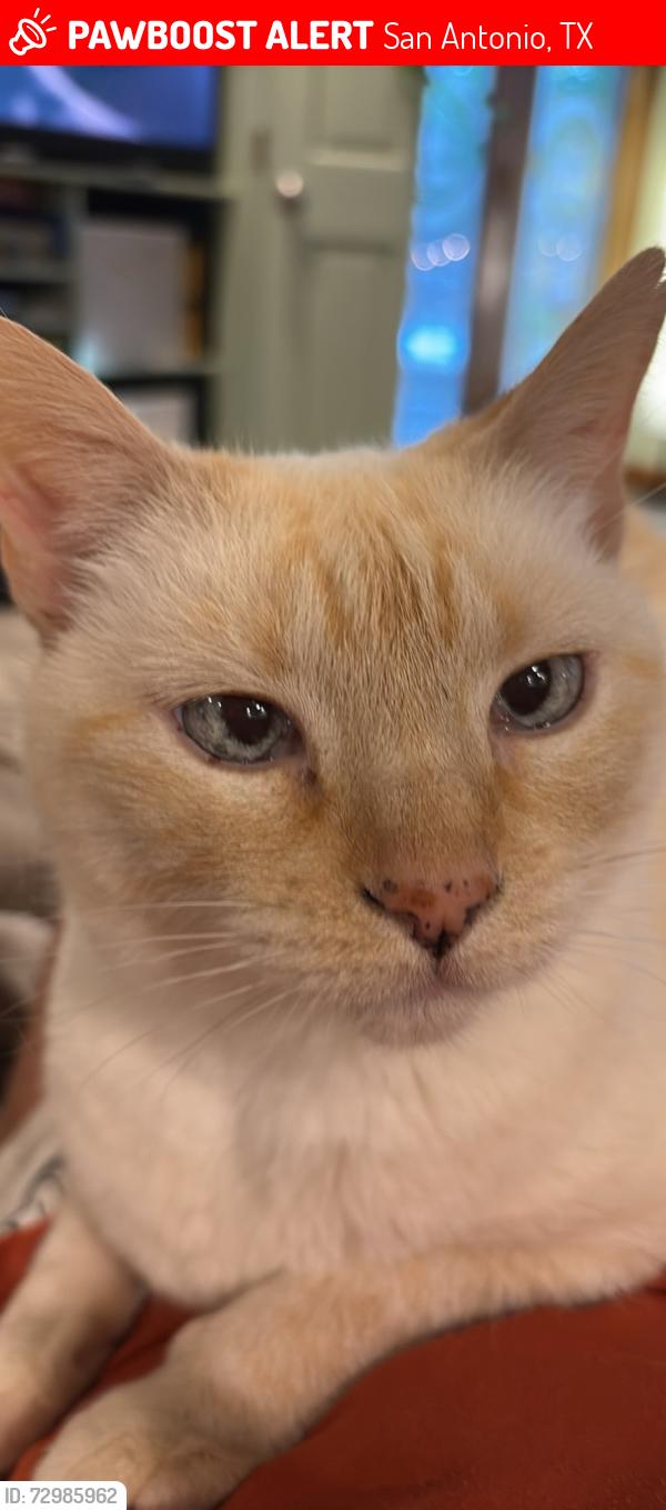 Lost Female Cat last seen Georgian Oaks St, San Antonio, TX 78230