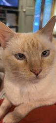 Lost Female Cat last seen Georgian Oaks St, San Antonio, TX 78230
