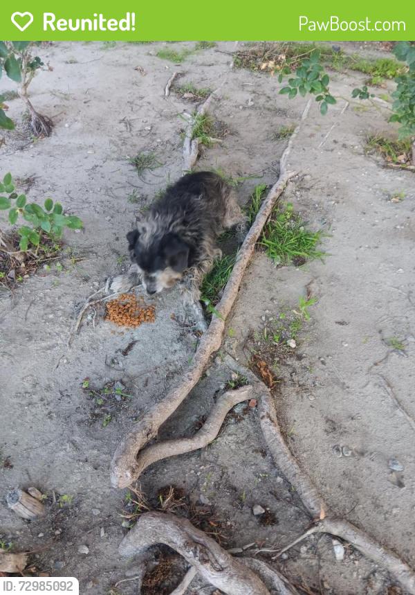 Reunited Unknown Dog last seen Atlantic and MLK Jr. Blvd., Lynwood, CA 90262
