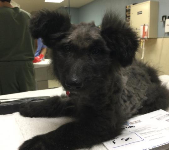 Shelter Stray Male Dog last seen Near BLOCK OLD ELSINORE RD, PERRIS CA 92570, 6851 Van Buren Boulevard, Jurupa Valley, CA 92509, USA