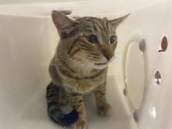 Shelter Stray Male Cat last seen Near BLOCK W HEATHER AVE, 3839 W Burnham St, West Milwaukee, WI 53215, USA