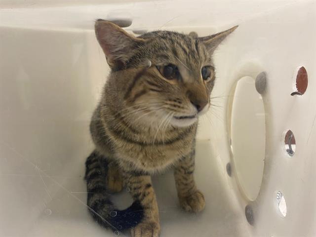 Shelter Stray Male Cat last seen Near BLOCK W HEATHER AVE, 3839 W Burnham St, West Milwaukee, WI 53215, USA