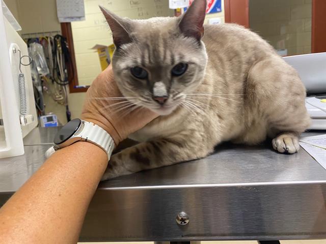 Shelter Stray Female Cat last seen Near BLOCK S 118TH ST, 3839 W Burnham St, West Milwaukee, WI 53215, USA