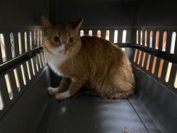Shelter Stray Male Cat last seen , 3839 W Burnham St, West Milwaukee, WI 53215, USA