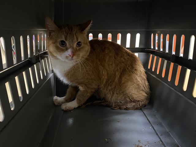 Shelter Stray Male Cat last seen , 3839 W Burnham St, West Milwaukee, WI 53215, USA