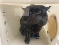 Shelter Stray Male Cat last seen Near BLOCK S NEWSBURY DR, 3839 W Burnham St, West Milwaukee, WI 53215, USA