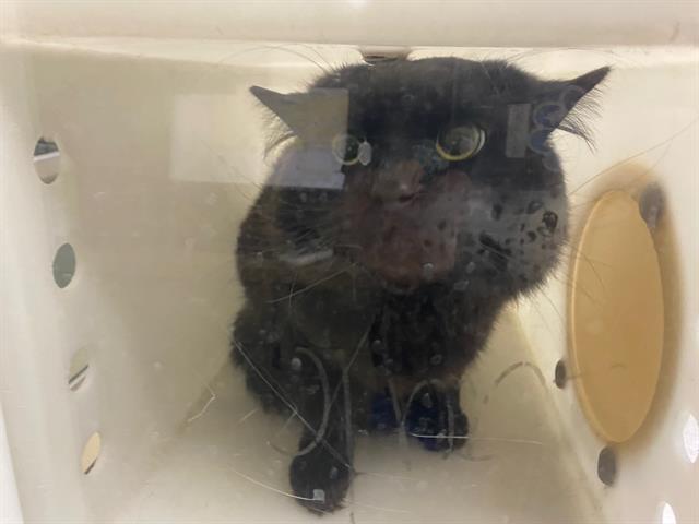 Shelter Stray Male Cat last seen Near BLOCK S NEWSBURY DR, 3839 W Burnham St, West Milwaukee, WI 53215, USA