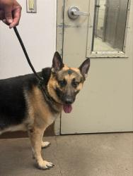 Shelter Stray Male Dog last seen , 4000 N Silverbell Rd, Tucson, AZ 85745, USA