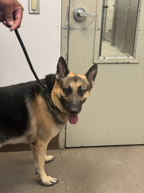 Shelter Stray Male Dog last seen , 4000 N Silverbell Rd, Tucson, AZ 85745, USA