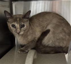 Shelter Stray Unknown Cat last seen Near BLOCK NORTHLAKE BLVD, 232 Eslinger Way, Sanford, FL 32773, USA