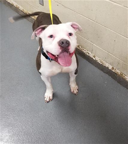 Shelter Stray Male Dog last seen Near , 2600 S Harding St, Indianapolis, IN 46221, USA