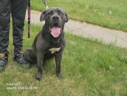 Shelter Stray Male Dog last seen Near BLOCK GREENLAWN ST, DETROIT MI 48238, 7401 Chrysler Dr, Detroit, MI 48211, USA