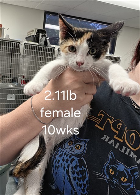 Shelter Stray Female Cat last seen , 201 S Mt Vernon Ave, Bakersfield, CA 93307, USA