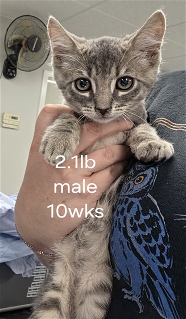 Shelter Stray Male Cat last seen , 201 S Mt Vernon Ave, Bakersfield, CA 93307, USA