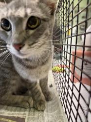 Shelter Stray Female Cat last seen , 1850 W 60th St, Los Angeles, CA 90047, USA