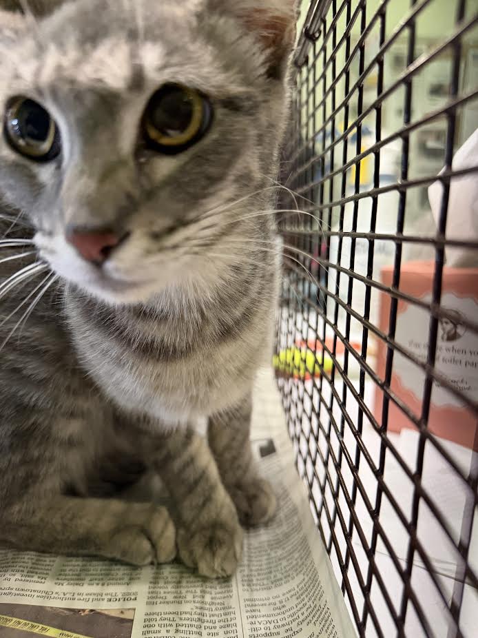 Shelter Stray Female Cat last seen , 1850 W 60th St, Los Angeles, CA 90047, USA
