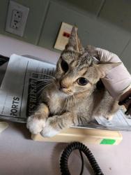 Shelter Stray Female Cat last seen Near BLOCK WOOD CREEK LN, 2020 Forest St, Jacksonville, FL 32204, USA